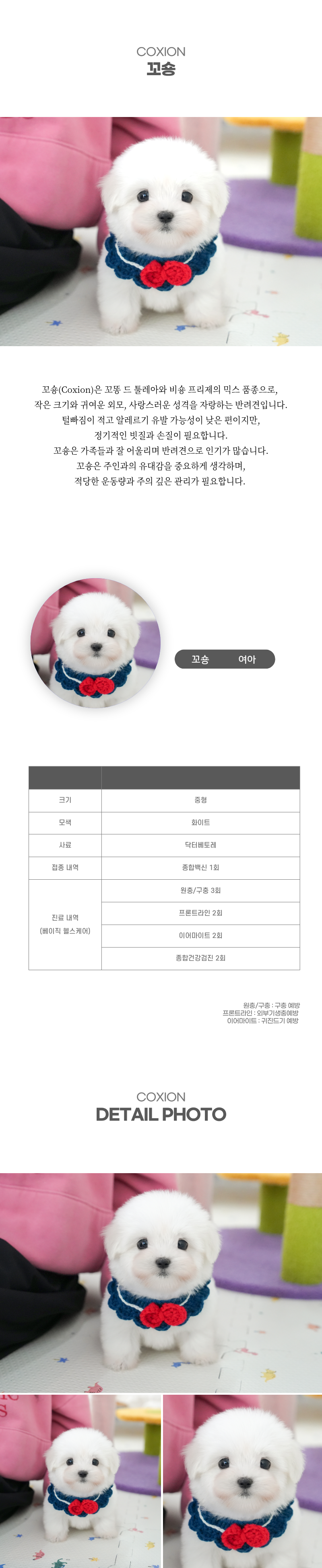 꼬숑_상세이미지_2